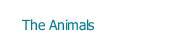 The Animals